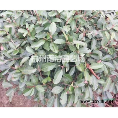 各规格法国冬青、夹竹桃