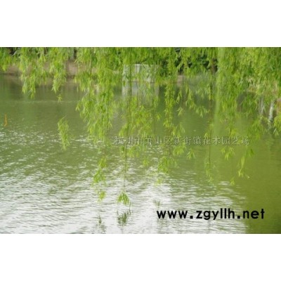 大叶栀子、伞黄决明、金森女贞