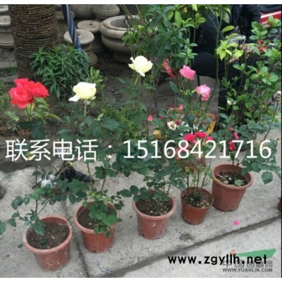 精品红叶石楠球p1.2-1.3