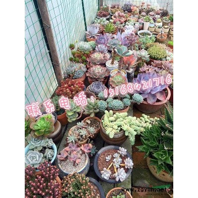 海滨木槿、再力花