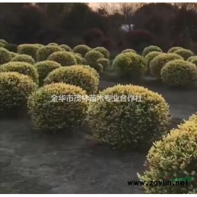 金华茂林大量供应娜塔栎1到30公分