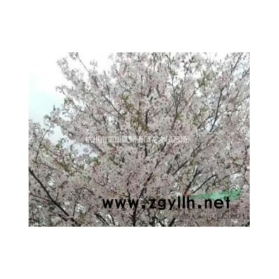 浙江地区供应红掛木小毛球