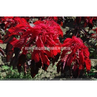 浙江地区供应5公分紫薇