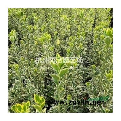 浙江地区供应红叶李、栾树、紫薇、玉兰小苗，樱花紫薇