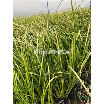 浙江地区供应5-8公分垂丝海棠