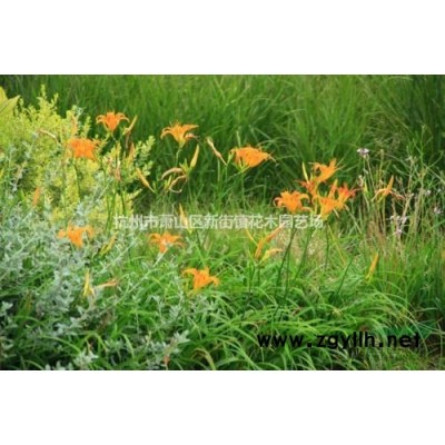 浙江地区供应几百亩精品无患子肥皂树自产自销保证低价