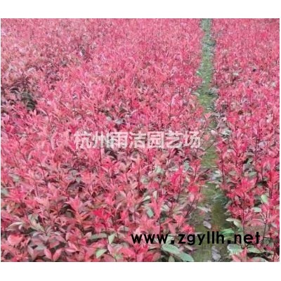 浙江地区四明山嵊州绍兴供应各公分红枫樱花