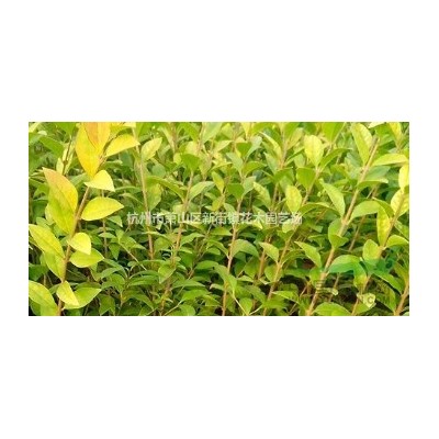 香樟、广玉兰，紫薇等乔木