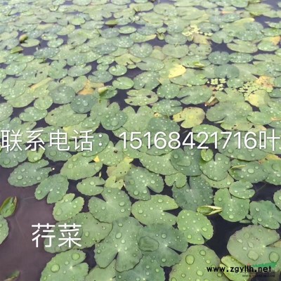 2至6公分碧桃红叶桃