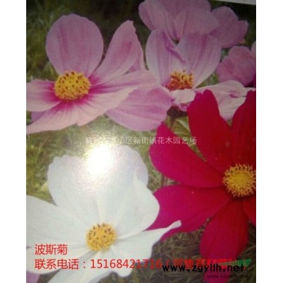 新品种金叶女贞小苗、女贞小苗