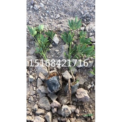 梅花、紫薇、红枫、垂丝海棠