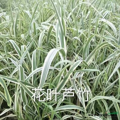 地被草花佛甲草  万年草  佛指甲  铁指甲  狗牙草