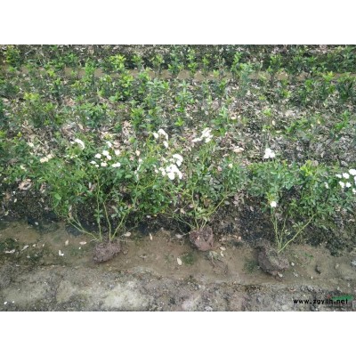 优质草花  黄金菊