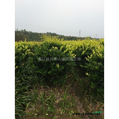八角金盘，金丝桃、黄馨、黄金条、扶芳藤、常春藤、花叶蔓等