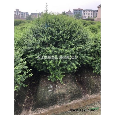 浙江地区供应棣棠，红叶石楠 金森女贞 红花继木，金叶大花六道