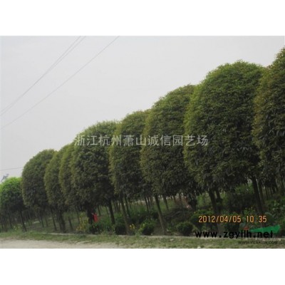 出售红叶李4-8公分，夹竹桃、木芙蓉、紫荆、花石榴、花桃