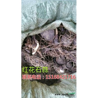 浙江地区供应H1.2米P1.2米金森女贞球