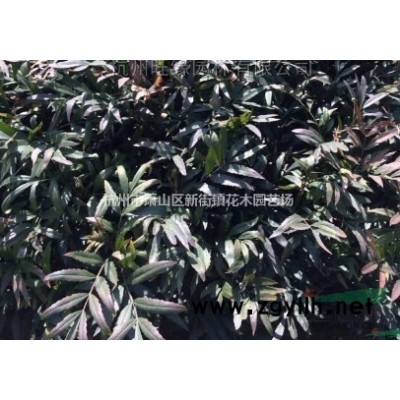 浙江地区供应金森女贞小毛球