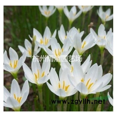 十公分无患子10公分几千颗