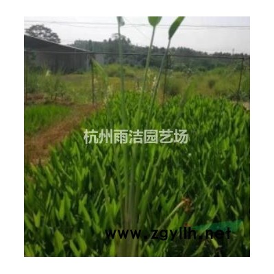 大量供应1.5-2公分高杆红叶石楠苗