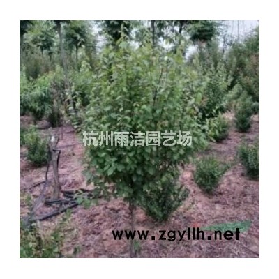 浙江地区长期供应枇杷树杨梅树琵琶树