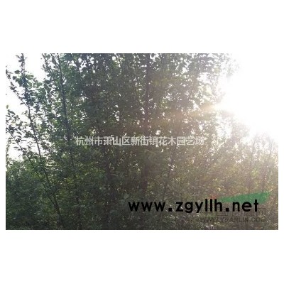 花桃、西府海棠