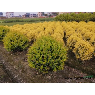 银姬水蜡球 银姬小蜡球