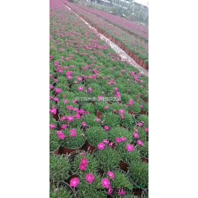 金边黄杨1米，小叶女贞苗,水腊苗,红王子锦带小苗 侧柏苗，
