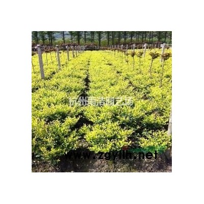 浙江地区供应无患子肥皂树