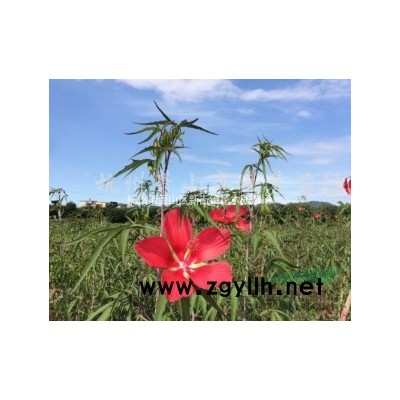 浙江地区供应蓬径2米海桐球数颗