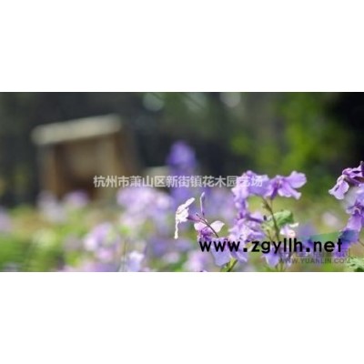 浙江地区供应一叶兰一叶蓝