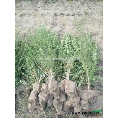 浙江地区供应10公分日本早樱