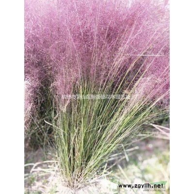 金丝桃、金森、女贞小毛球