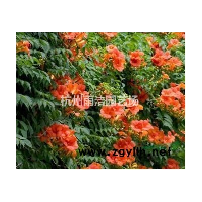 特大珊瑚、蜀桧柏