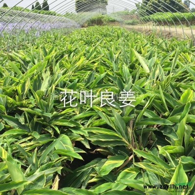天目琼花