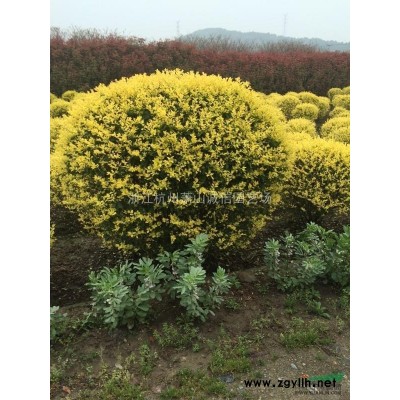 浙江樱花、日本樱花批发/浙江樱花、日本樱花供应/浙江樱花、日本樱花