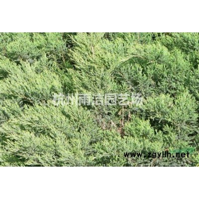 浙江地区供应大叶栀子小叶栀子小毛球