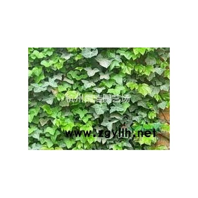 各类草花低价热销—品质*