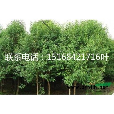 4公分-16公分水杉