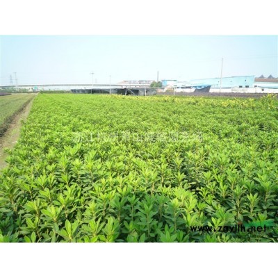 大红花紫薇，海棠、夹竹桃、木芙蓉、紫荆、花石榴、花桃、木槿、