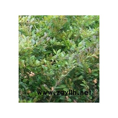 红叶石楠单高杆