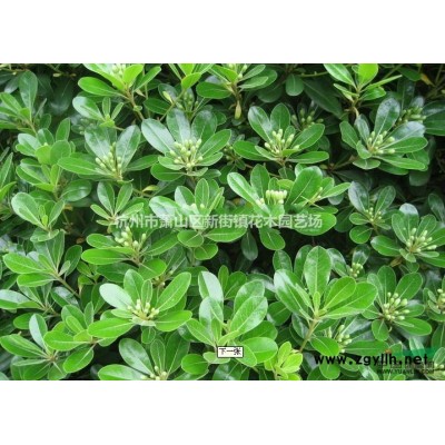 珊瑚小苗  色块苗