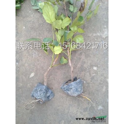 兰花三七、红花炸酱草