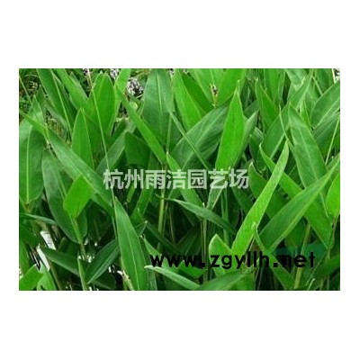 榉树、臭椿树、枫杨