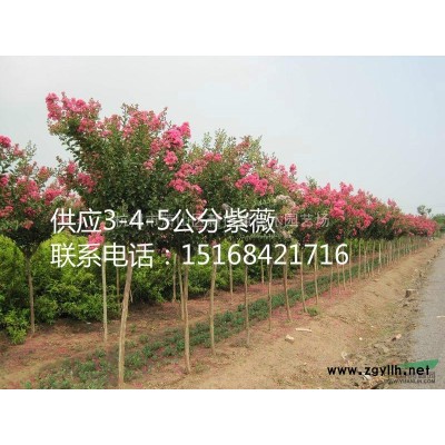 大火棘球、紫荆、木槿