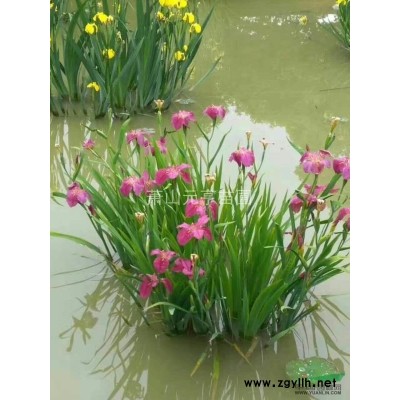 花叶芦竹盆栽苗，红花美人蕉盆苗