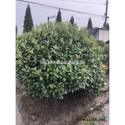 花石榴，夹竹桃、木芙蓉、紫荆、花石榴、花桃、木槿、鸡爪槭
