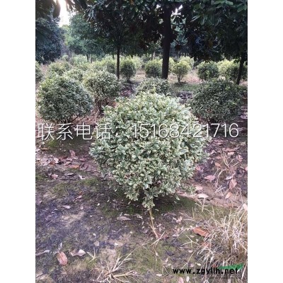 花石榴、鸡爪槭、金边黄杨球（精品球）