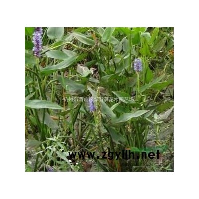 垂丝海棠、红梅、红枫、红叶碧桃、 鸡爪槭