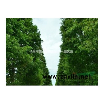 金森女贞、金叶女贞